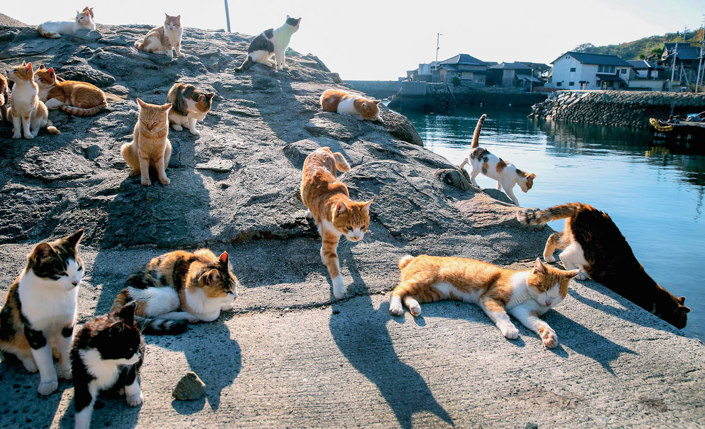 Image of a bunch of cats sunbathing on a large rock outdoors