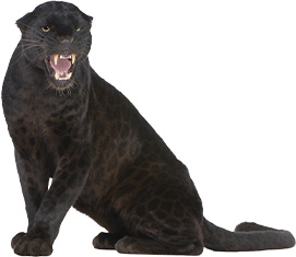 A black panther